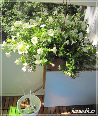 Blomma