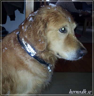 Hunden Elvis